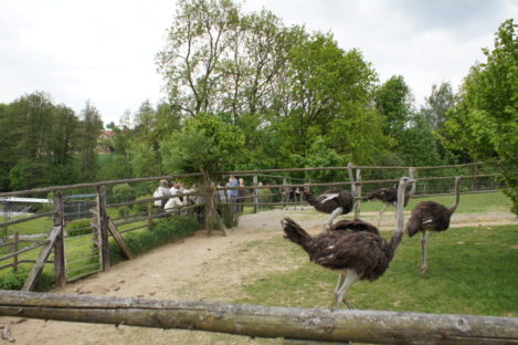 Straussenhof Kotzenbach